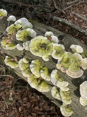 Trametes