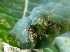 Eurydema