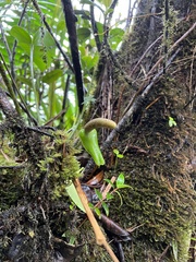 Anthurium dominicense