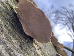 Trametes