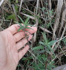Lippia stoechadifolia
