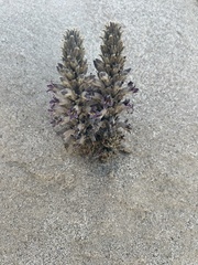 Aphyllon cooperi