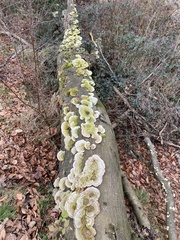 Trametes