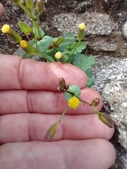 Senecio mohavensis