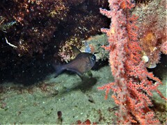 Pempheris multiradiata