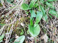 Himantoglossum robertianum