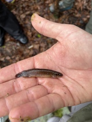 Umbra pygmaea