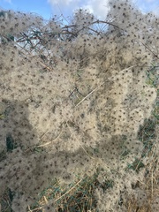 Clematis vitalba