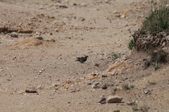 Geospizopsis unicolor