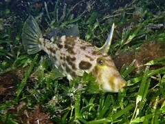 Scobinichthys granulatus