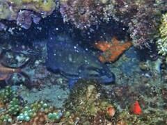 Acanthistius serratus