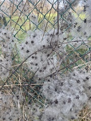 Clematis vitalba