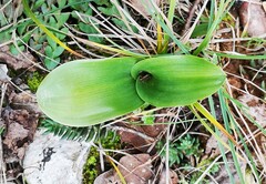 Himantoglossum robertianum