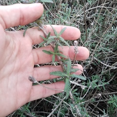 Lippia stoechadifolia
