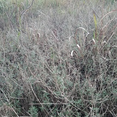 Lippia stoechadifolia