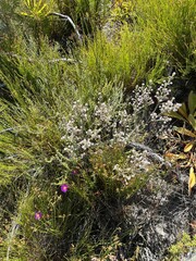 Erica eriocephala