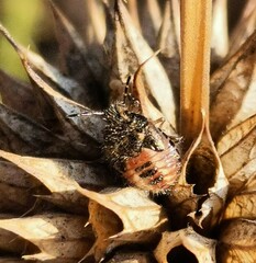 Agonoscelis puberula