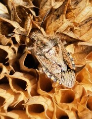 Agonoscelis puberula