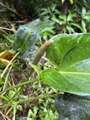 Anthurium dominicense