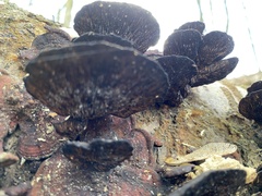 Daedaleopsis