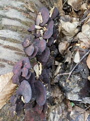 Daedaleopsis