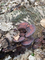 Daedaleopsis