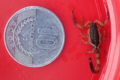 Centruroides bicolor