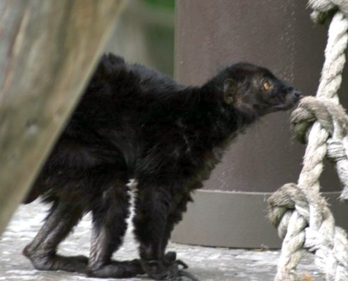 Black Lemur