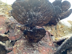 Daedaleopsis