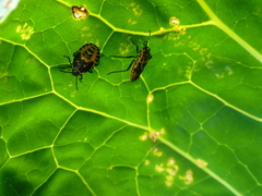 Eurydema