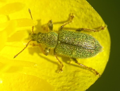 Phyllobius betulinus
