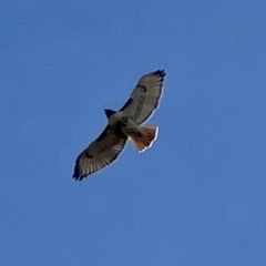Buteo jamaicensis