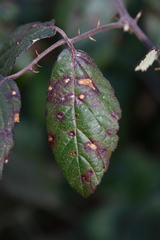 Phragmidium violaceum