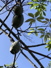 Ceiba aesculifolia