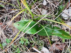 Himantoglossum robertianum