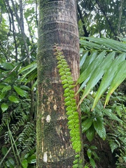 Marcgravia rectiflora