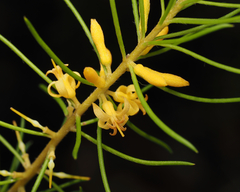 Persoonia isophylla