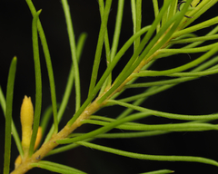 Persoonia isophylla