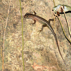 Sphenomorphus sabanus