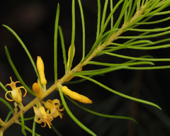 Persoonia isophylla