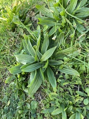 Plantago lanceolata