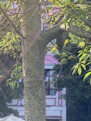 Ceiba aesculifolia
