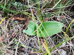 Himantoglossum robertianum