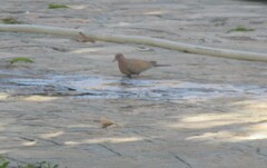 Streptopelia senegalensis