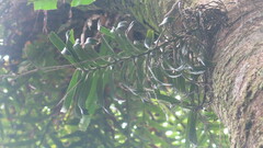 Cleisostoma paniculatum