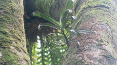 Cleisostoma paniculatum