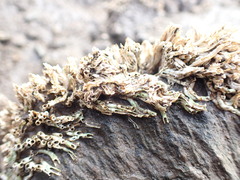 Ficopomatus enigmaticus