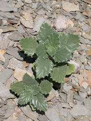 Forsskaolea viridis