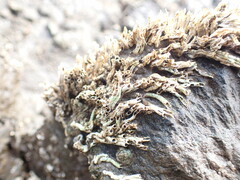 Ficopomatus enigmaticus