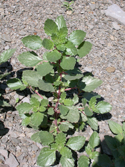 Forsskaolea viridis